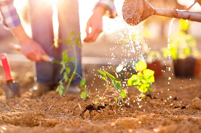 como cuidar tus plantas de jardineria en verano PlantasPara.es