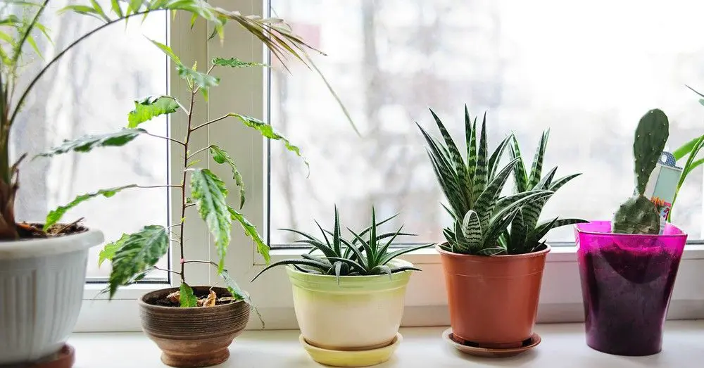 como elegir las macetas adecuadas para tus plantas de jardineria PlantasPara.es