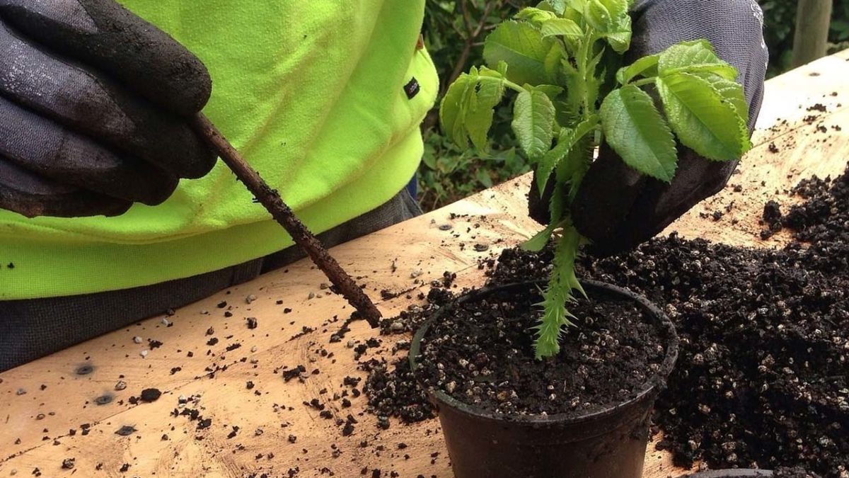 como propagar tus plantas de jardineria PlantasPara.es