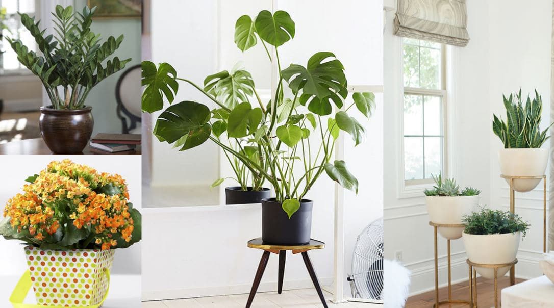 consejos utiles para decorar tu hogar con plantas de interior PlantasPara.es