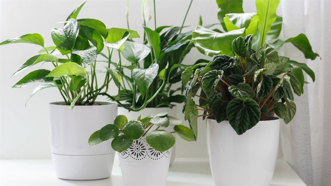 cuales son las mejores plantas de interior para un patio PlantasPara.es