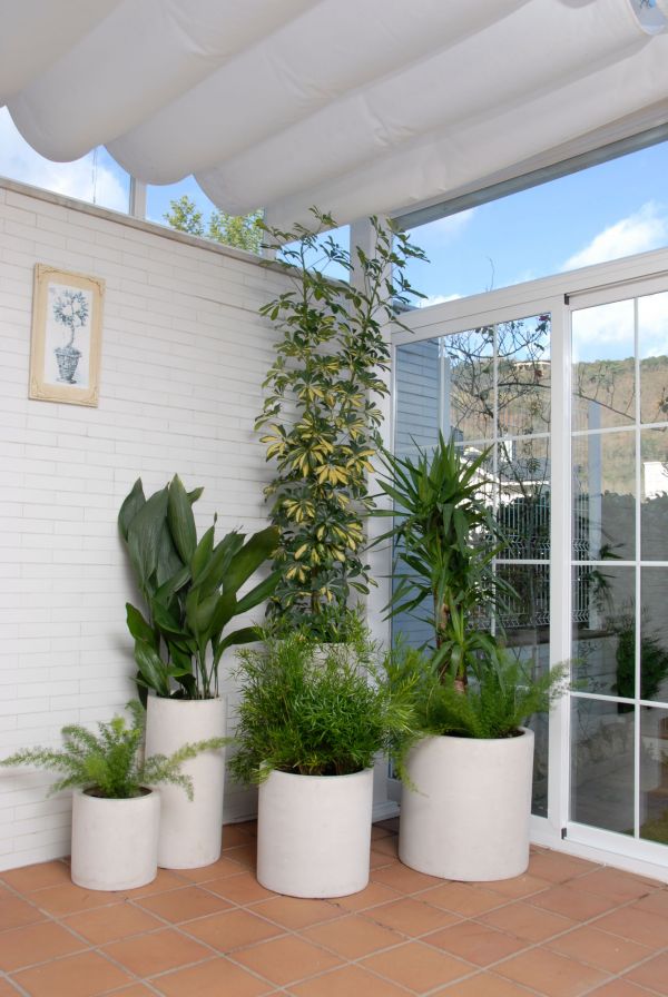 cuales son las mejores plantas de interior para una terraza cubierta PlantasPara.es