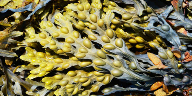 fucus la alga maravillosa que transformara tu vida PlantasPara.es