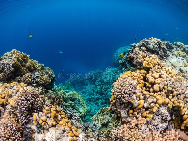 la maravillosa vida de los corales PlantasPara.es