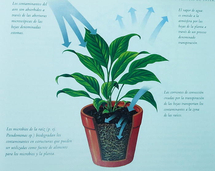 las mejores plantas de interior para eliminar los contaminantes PlantasPara.es