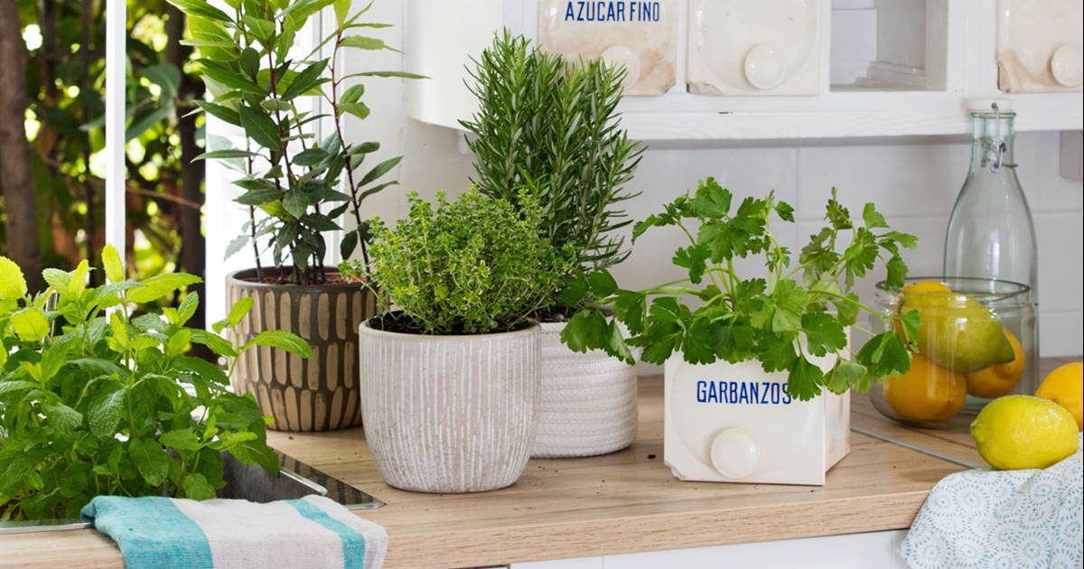 las mejores plantas de interior para una cocina PlantasPara.es