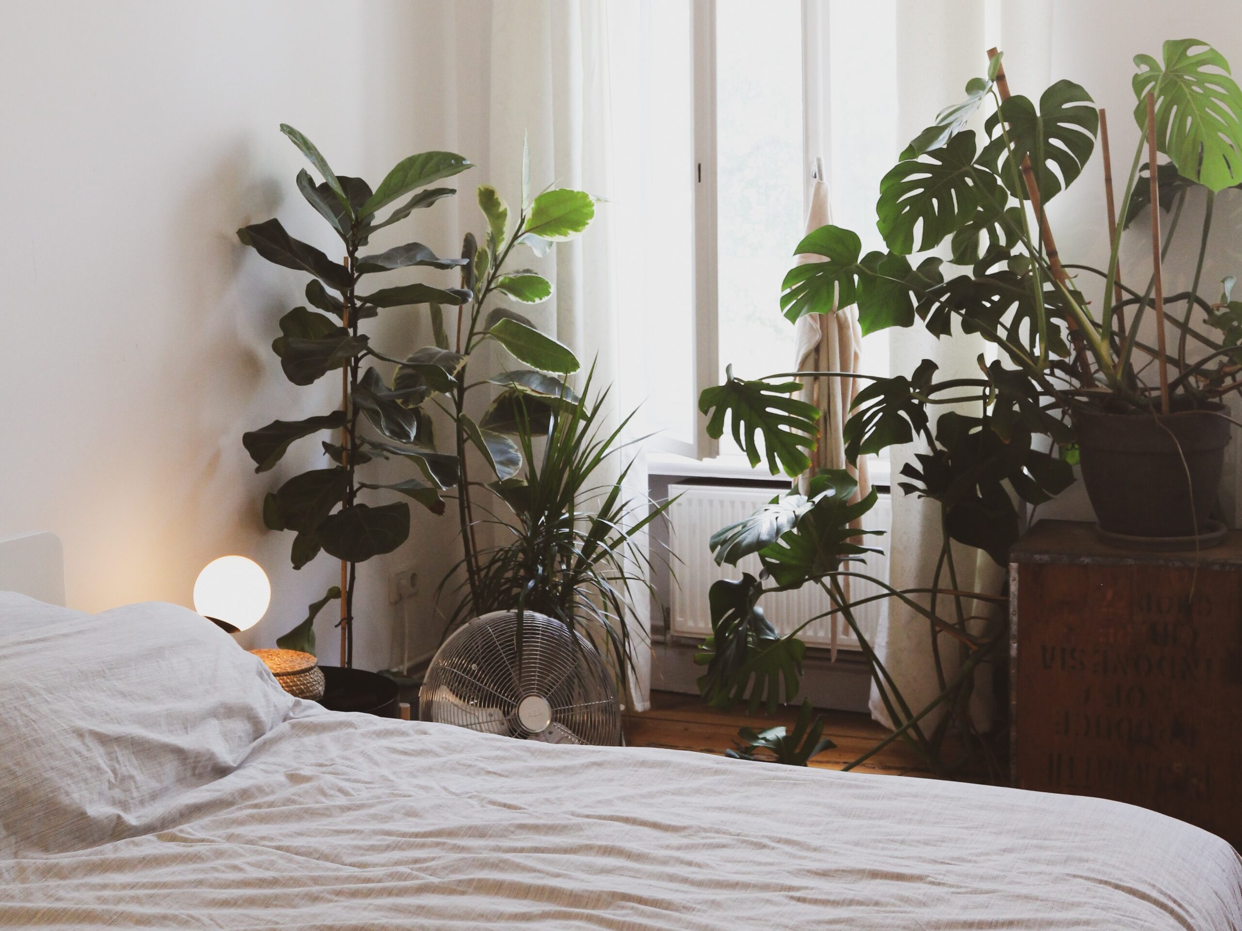 las mejores plantas de interior para una habitacion con mucha luz scaled PlantasPara.es