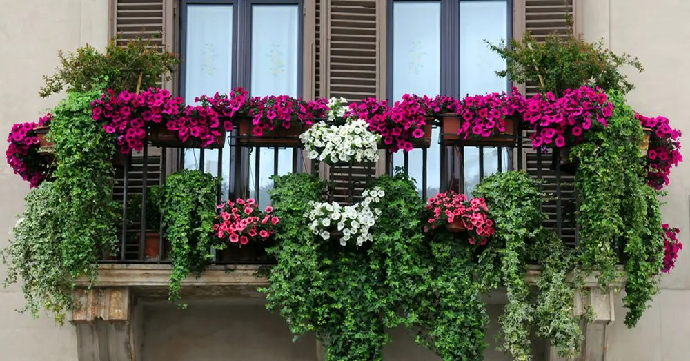 las mejores plantas de jardineria para balcones pequenos PlantasPara.es