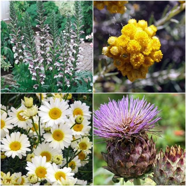 las plantas de jardineria mas resistentes a las plagas y enfermedades PlantasPara.es