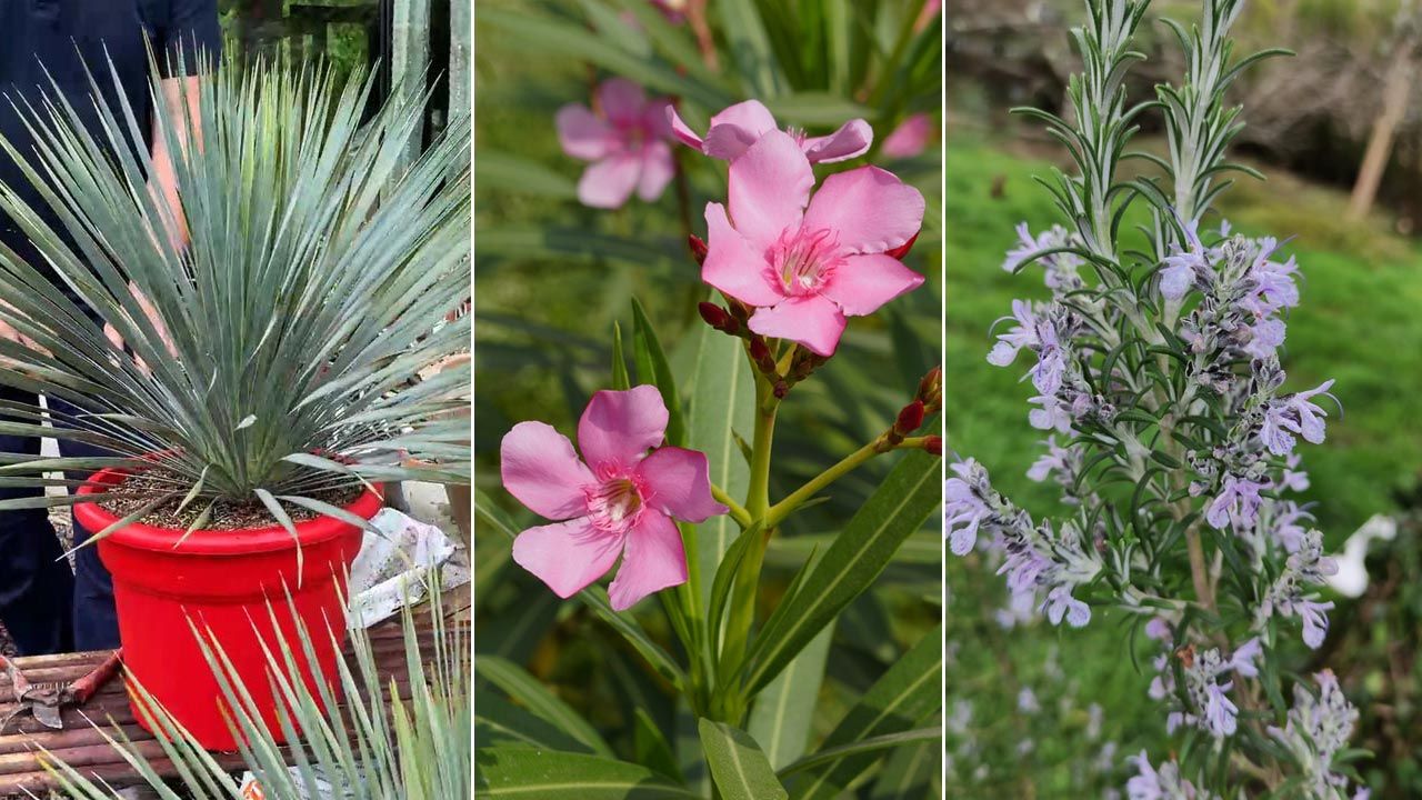 las plantas de jardineria mas resistentes al frio PlantasPara.es