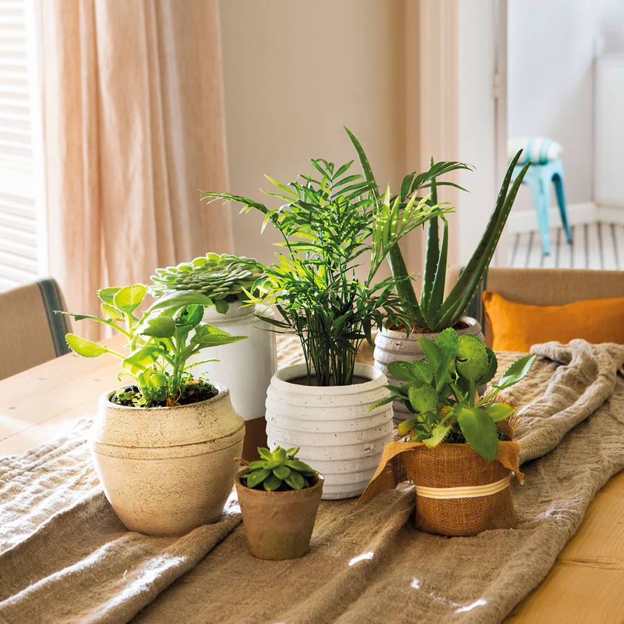 plantas de interior para mejorar la concentracion PlantasPara.es