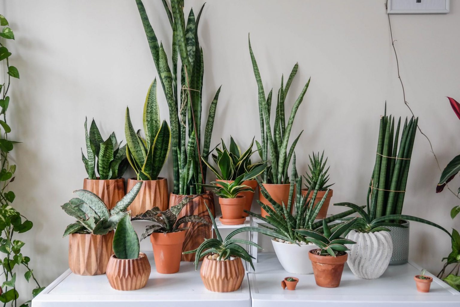 plantas de interior que ayudan a mejorar el sueno PlantasPara.es