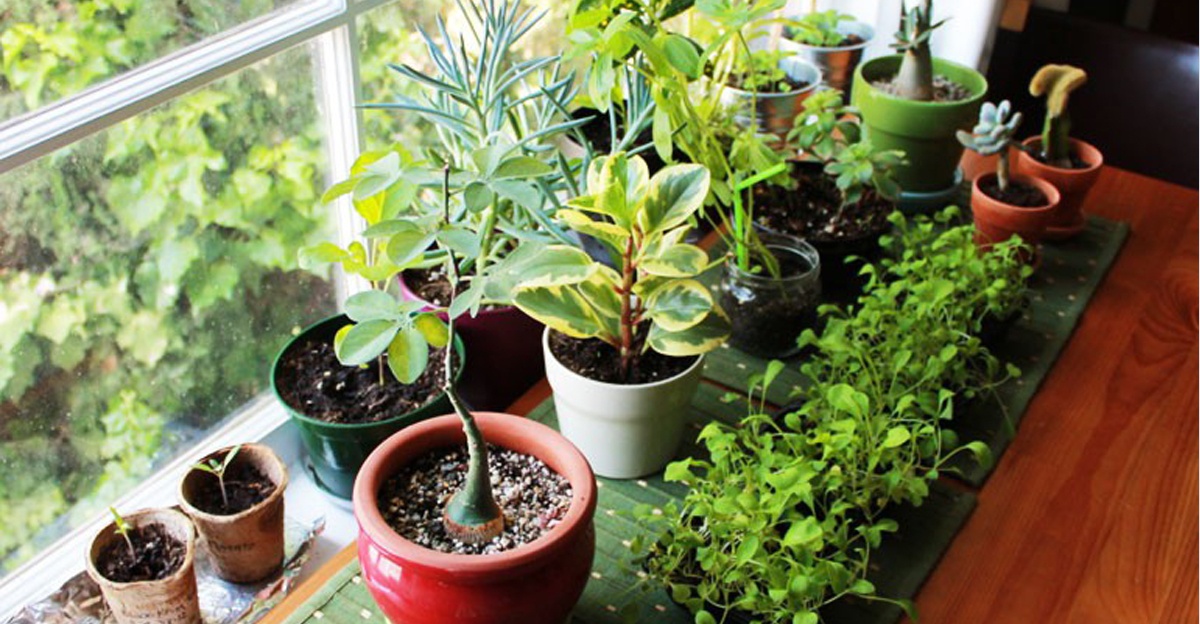 plantas de interior que ayudan a mejorar la calidad del aire PlantasPara.es