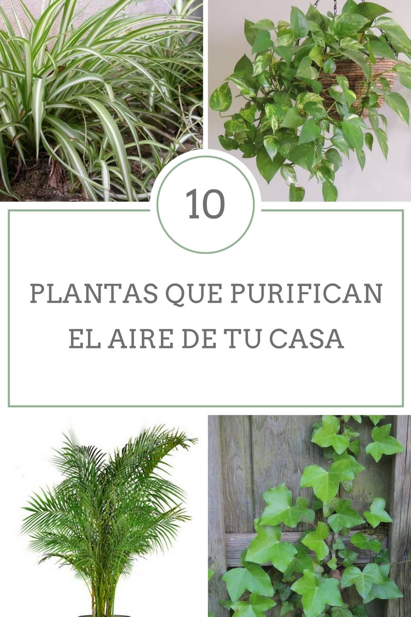 plantas de interior que ayudan a purificar el aire PlantasPara.es