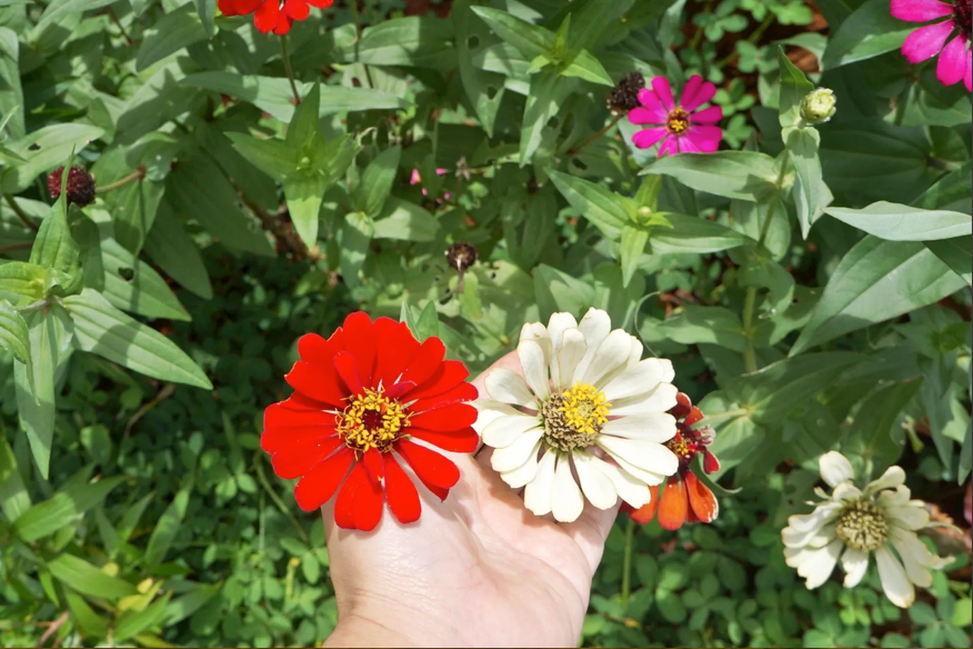 plantas de jardineria que crecen rapidamente para crear un efecto inmediato PlantasPara.es