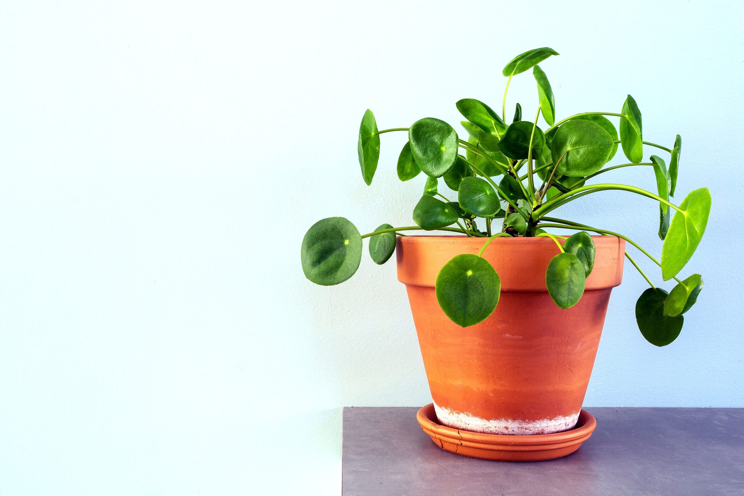 plantas para atraer la fortuna y el dinero scaled PlantasPara.es