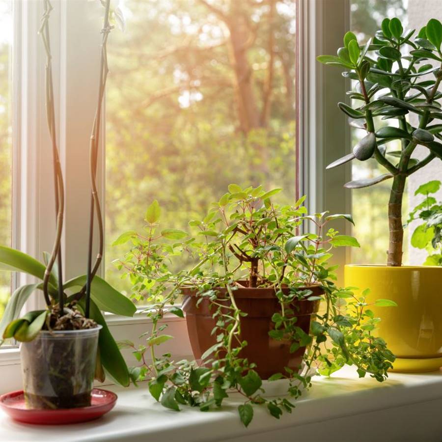 plantas para la buena suerte en el amor y la amistad PlantasPara.es