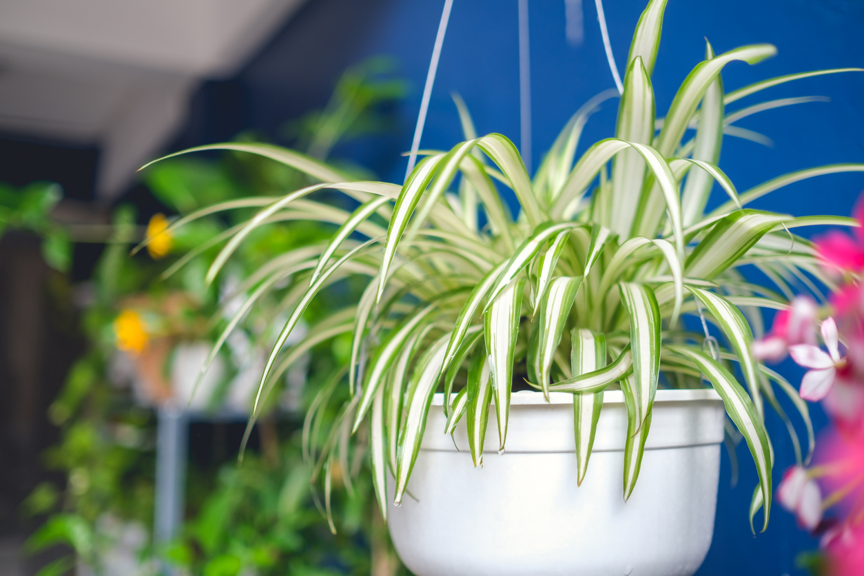 plantas para la buena suerte en el amor PlantasPara.es