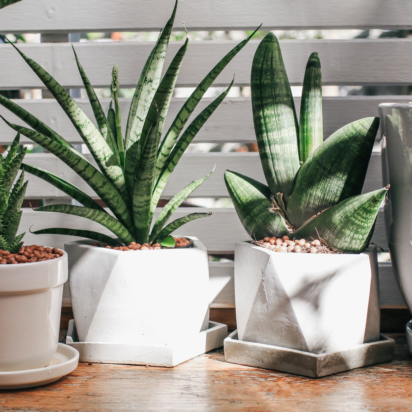 plantas para la buena suerte en el feng shui PlantasPara.es