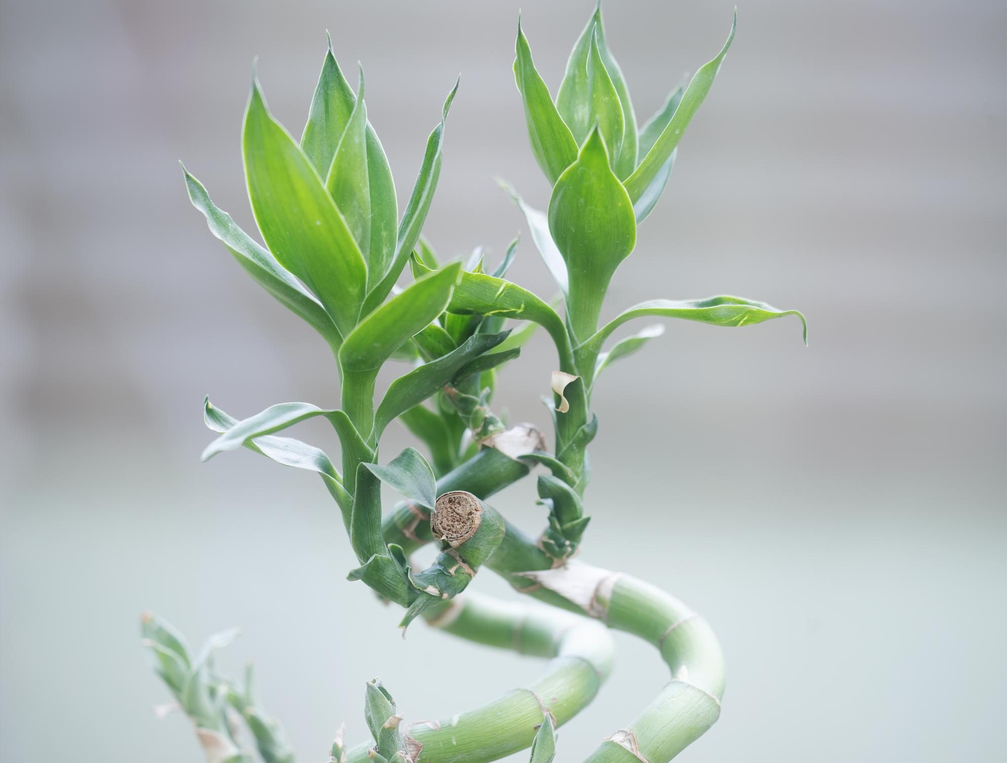 plantas para la buena suerte en el matrimonio PlantasPara.es