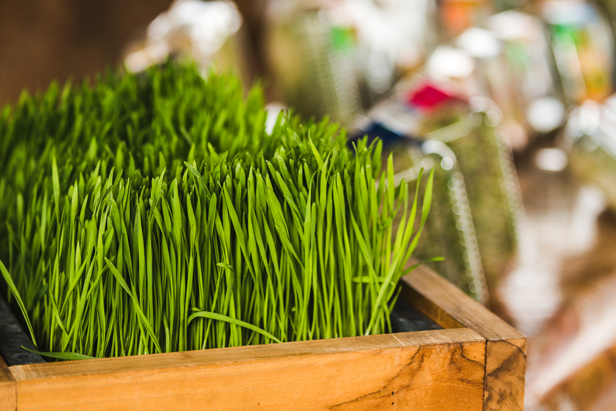 verde maravilla la hierba de trigo y sus nutrientes PlantasPara.es