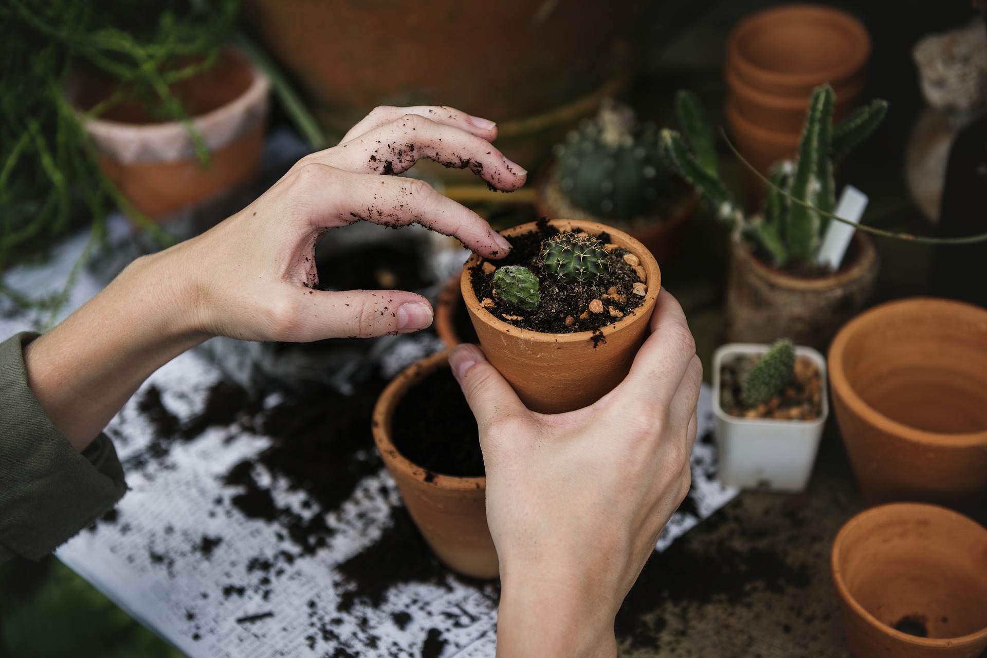 verdor en casa tips para elegir las plantas perfectas PlantasPara.es